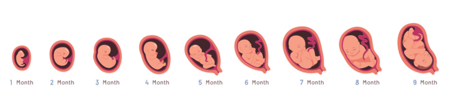 Embryo development month growth stages set. Unborn human baby fetus, placenta in uterus. Fetal development prenatal process sequence, reproduction, pregnancy concept flat vector illustration