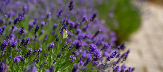 Spring lavender flowers under sunlight. Lilac flowers close up. Beautiful landscape of nature with a panoramic view. Hi spring. long banner