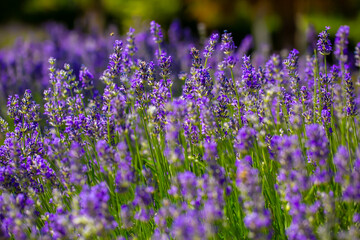 Spring lavender flowers under sunlight. Lilac flowers close up. Beautiful landscape of nature with a panoramic view. Hi spring. long banner