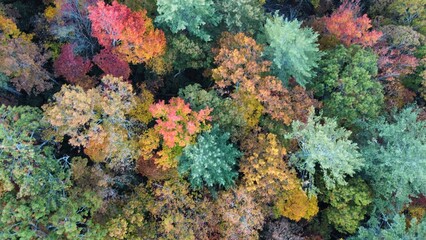 Fototapeta na wymiar Fall trees in Georgia