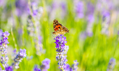 Butterflies on spring lavender flowers under sunlight. Beautiful landscape of nature with a panoramic view. Hi spring. long banner