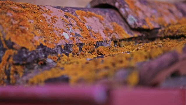 Edge of Old Clay Tiles Roof Covered in Lichen