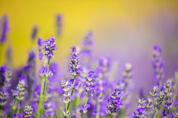 Spring lavender flowers under sunlight. Lilac flowers close up. Beautiful landscape of nature with a panoramic view. Hi spring. long banner