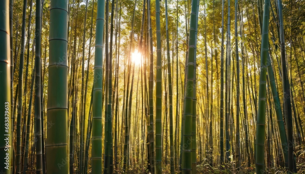 Poster a group of tall bamboo trees with the sun shining through one of the tall trees in the middle of the