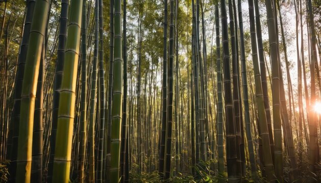  a group of tall bamboo trees with the sun shining through the trees in the middle of the bamboo tree forest.