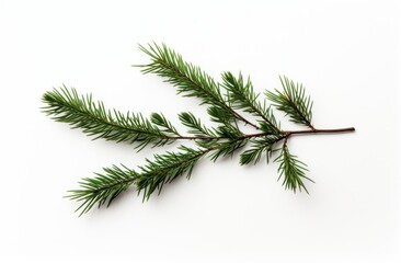 a white background with the sprig of a christmas tree, post-punk diy, the younger, use of earth tones