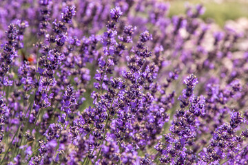 Purple lavender flowers bush. Flower in the field. Nature background. Grow a fragrant plant in the garden. Summer flower honey plant closeup.