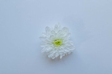 White chrysanthemums on white background frame.