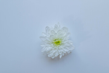 White chrysanthemums on white background frame.