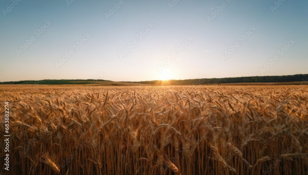 Poster a field of wheat at sunset with the sun setting in the middle of the field and the sky in the backgr
