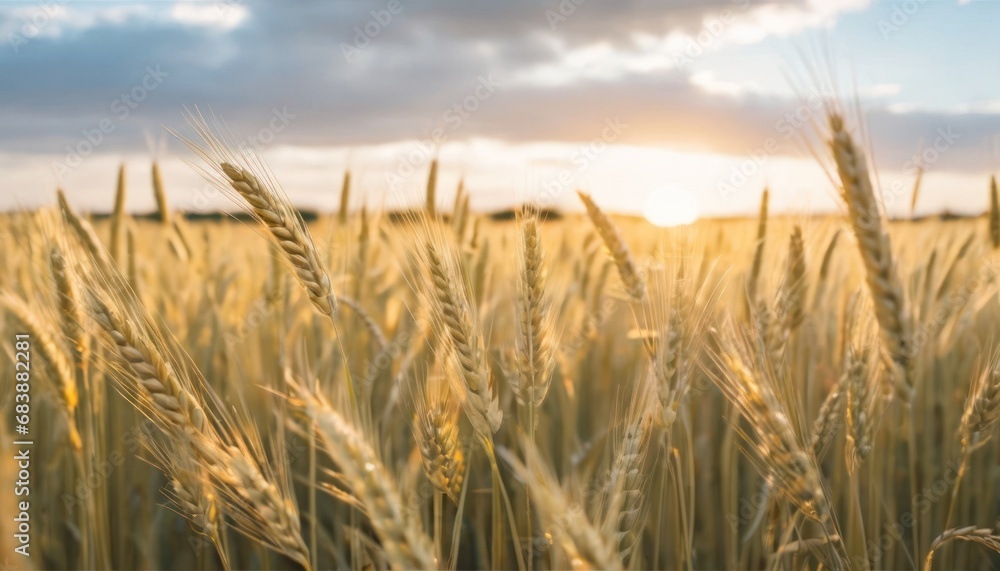 Poster a close up of a wheat field with the sun shining through the clouds in the background and in the for