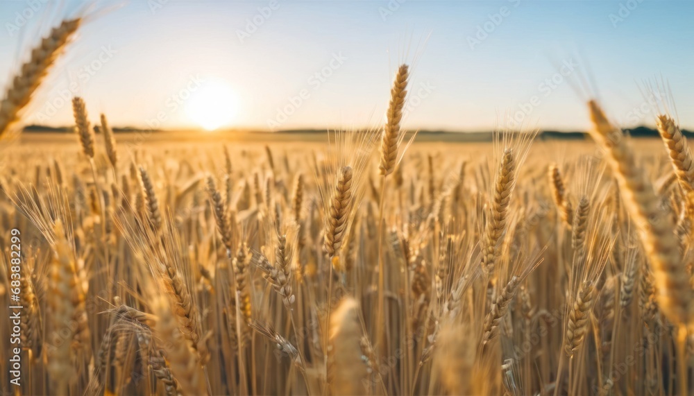 Poster a close up of a wheat field with the sun setting in the distance behind the ears of the wheat in the