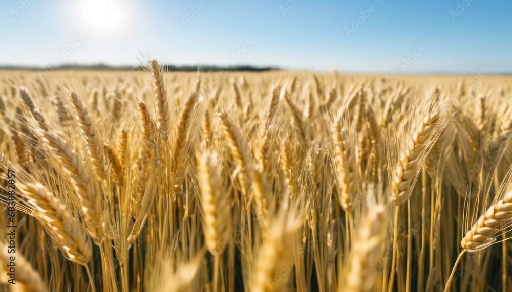 Poster a close up of a wheat field with the sun shining on the far end of the field in the background.