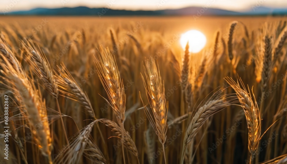 Poster a field of ripe wheat with the sun setting in the distance in the distance is a mountain range in th