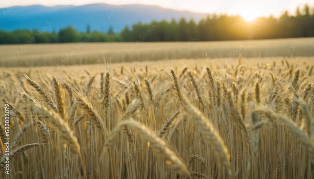 Poster a field of wheat is shown with the sun shining through the trees in the distance in the distance is 