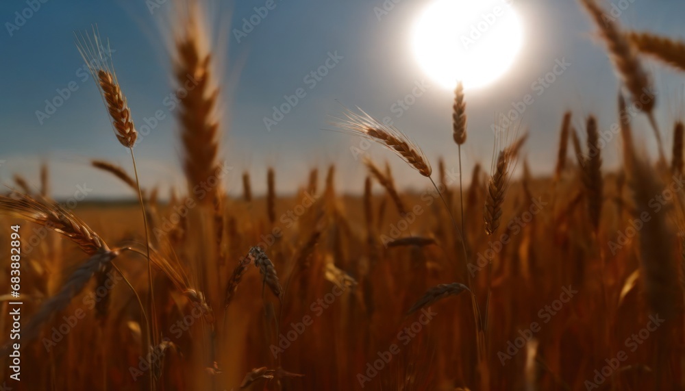 Poster a field of wheat with the sun shining in the background and a blue sky with a few clouds in the fore