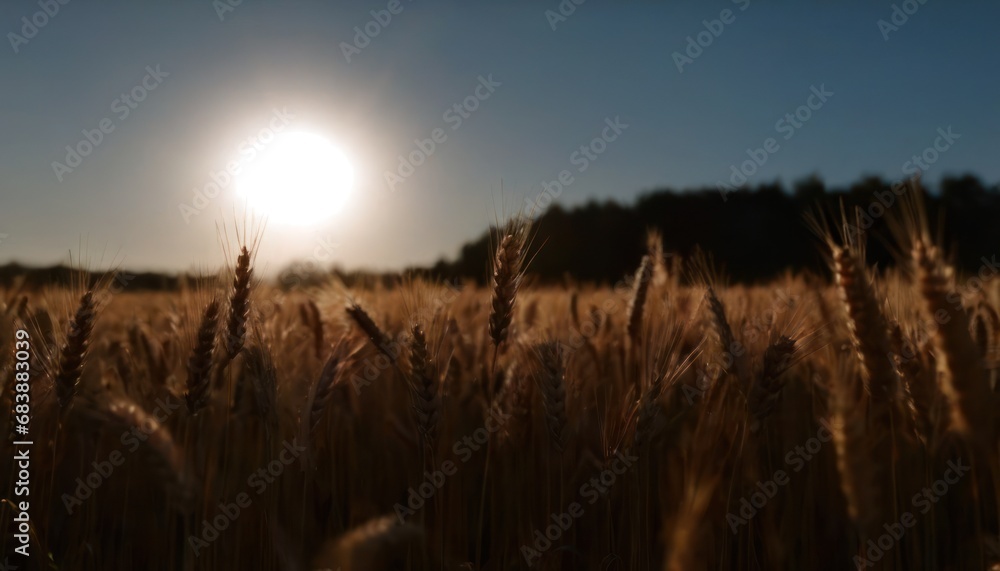 Aufkleber a field of wheat with the sun shining through the trees in the background and the sky in the foregro