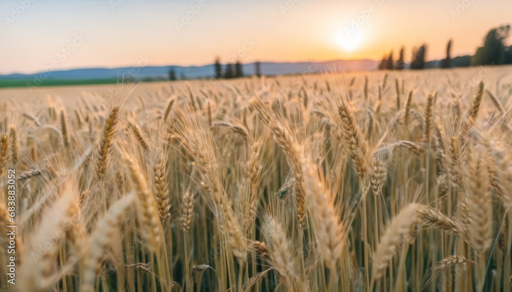 Poster a field of ripe wheat with the sun setting in the distance in the distance, with trees in the backgr