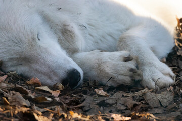 close up of sleeping white arctic wolf on the ground with autumn leaves