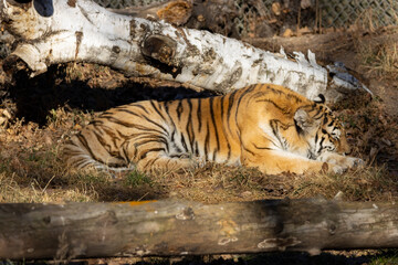 female amur tiger in zoo sleeping among autumn leaves and tree logs