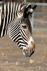 Naklejka premium zebra face close up