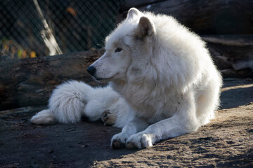 Arctic Wolf laying on the ground in front of dark trees, looking to side