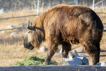 takin grazing in the field, side profile