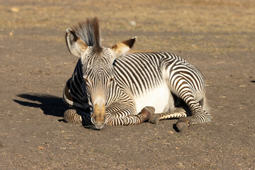 young male zebra calf laying on the ground in dirt looking directly at camera