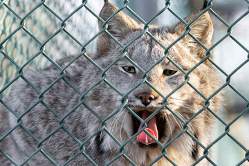 canadian lynx yawning behind a fence with mouth open and tongue out