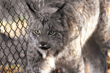 Obraz premium portrait of a lynx