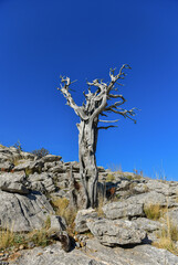 Dry Juniper Tree