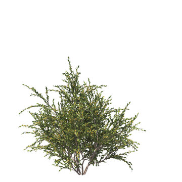 Acacia paradoxa, kangaroo acacia, kangaroo thorn, prickly wattle, hedge wattle, paradox acacia, akasia, evergreen, small tree, bush, tree, big tree, light for daylight, easy to use, 3d render, isolate