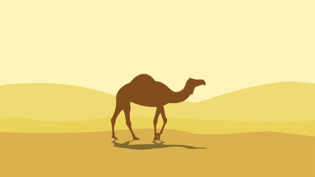 Camel silhouette movement and desert sunset animation