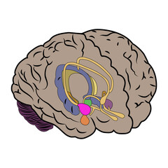 human brain