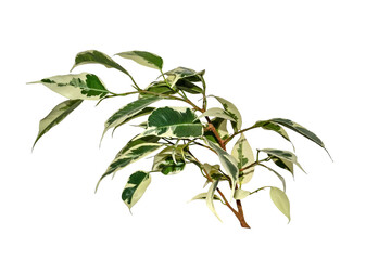 Ficus benjamina twig with white-green variegated cuspidal leaves isolated on white. Variety...