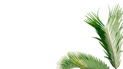 coconut leave nature transparent cut out forest isolated background 3d render.