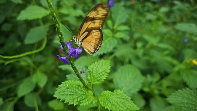 An orange butterfly is moving around a flower in slow motion