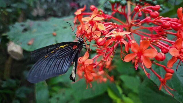 A great mormon butterfly is moving around a flower in slow motion