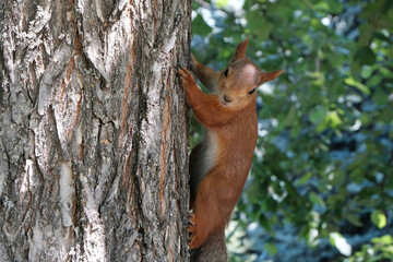 squirrel on a tree