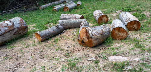 Log trunks pile, the logging timber forest wood industry. Wide banner or panorama of wood trunks...