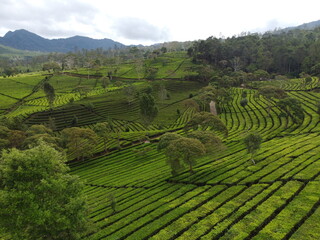 Aerial photo of tea plantation plant patterns