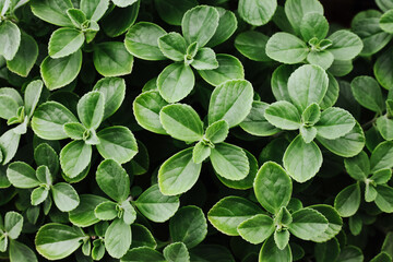 Green leaves background. Herbal texture. Origanum majorana. Garden herbs. Aromatic organic...