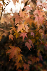 Ojas de árbol otoño