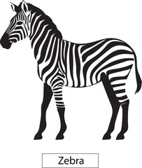 zebra isolated on white
