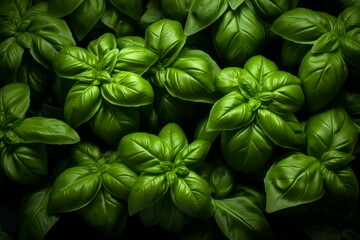 Aromatic Green basil. Plant herbal fresh. Generate Ai - obrazy, fototapety, plakaty