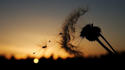 The silhouette of a dandelion puff against the setting sun, seeds poised for flight in the gentle breeze