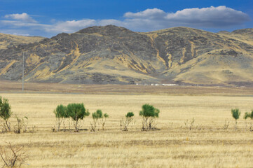 prairie, plain, desert. Experience the tranquility of a lone tree in the Lone Guardian Desert