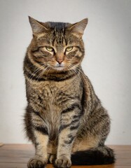 Obraz premium Full body image of a sitting cat