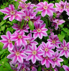 Violet flowers of clematis against the background of green foliage.