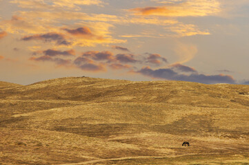 Steppe, prairie, plain, pampa. Witness the ethereal beauty of these powerful yet gentle creatures, swaying to the rhythm of the wind, grazing elegantly under the vast sunset sky,